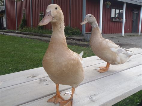 female orpington duck|orpington duck breed.